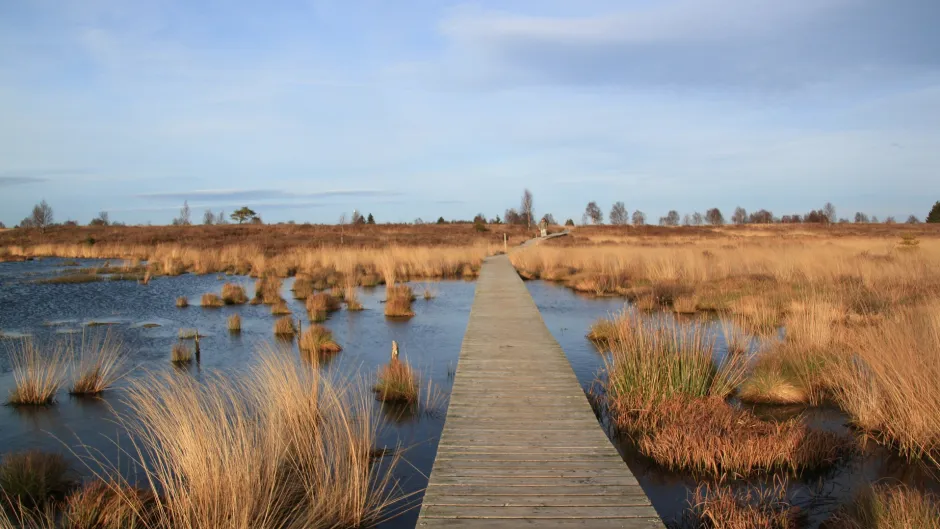 Hochmoor